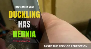 Identifying Hernias in Chick Ducklings: A Comprehensive Guide for Care