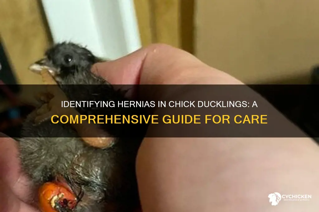 how to tell if chick duckling has hernia