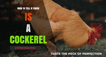 Identifying Cockerels: Key Signs to Spot in Young Chicks