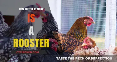 Identifying Rooster Chicks: Early Signs and Characteristics to Look For
