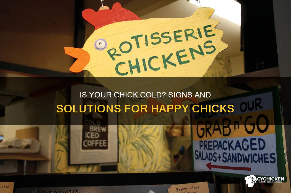 how to tell if chick is cold