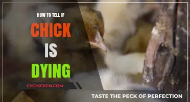Signs Your Chick is in Distress: How to Tell if It's Dying