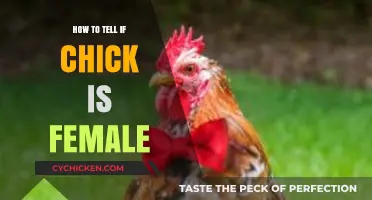 Identifying Female Chicks: A Beginner's Guide to Sexing Poultry