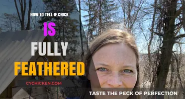 Identifying Fully Feathered Chicks: A Comprehensive Guide for Poultry Enthusiasts