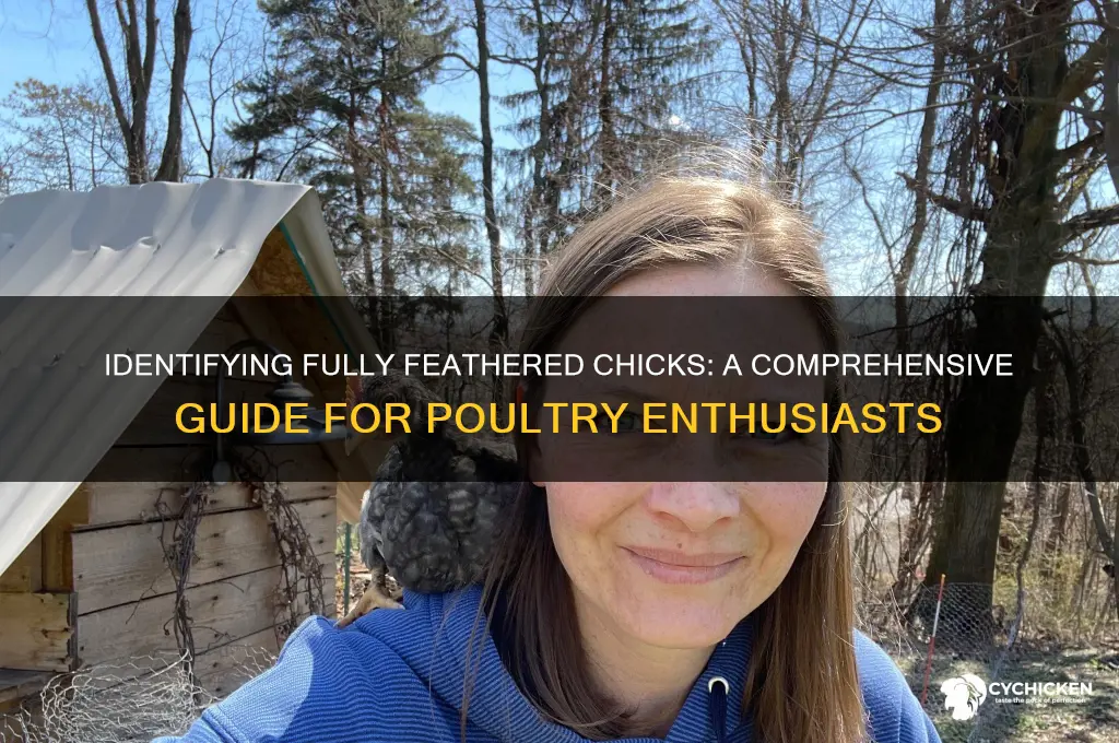 how to tell if chick is fully feathered
