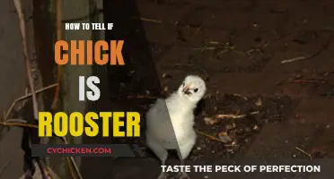 Identifying Rooster Chicks: Early Signs and Characteristics to Look For