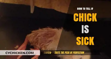 Spotting Sick Chicks: Essential Signs Every Poultry Keeper Should Know
