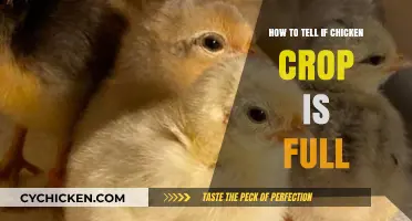 Is Your Chicken's Crop Full? Signs and Tips to Check