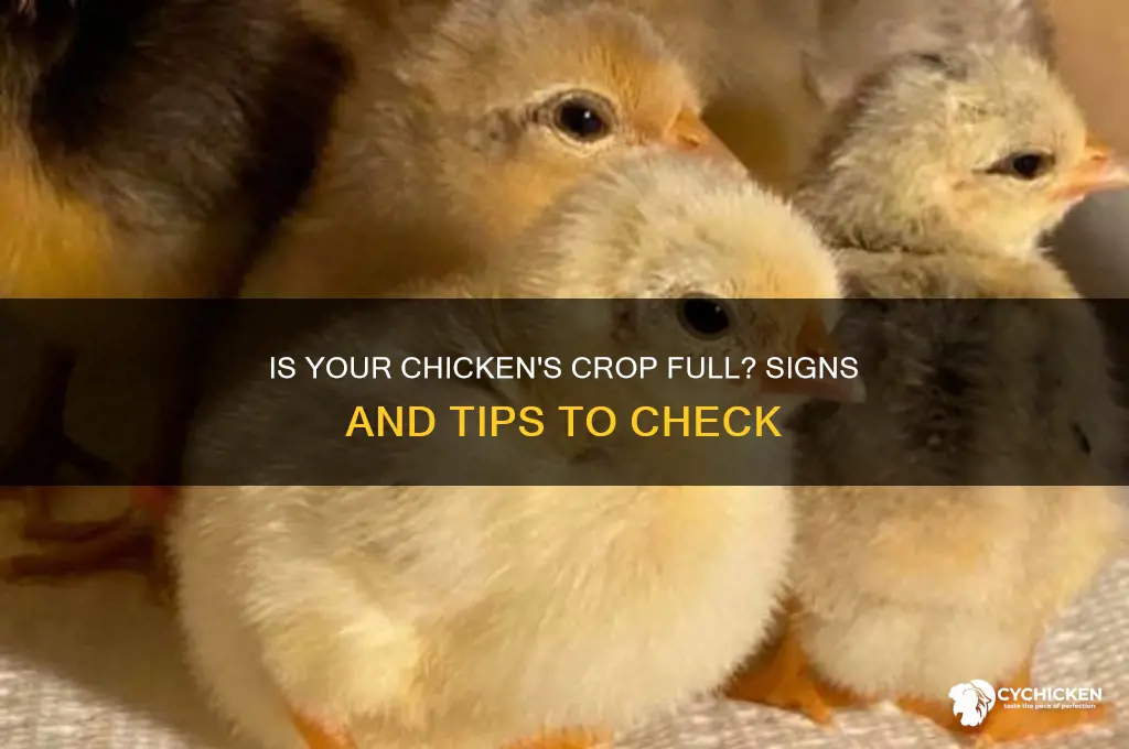 how to tell if chicken crop is full