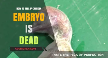 Identifying Dead Chicken Embryos: Key Signs and Reliable Methods