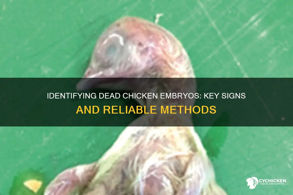 how to tell if chicken embryo is dead
