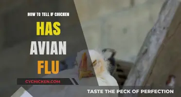 Identifying Avian Flu in Chickens: Key Symptoms and Prevention Tips