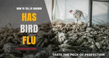 Identifying Bird Flu in Chicken: Key Symptoms and Safety Tips