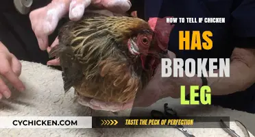 Identifying a Broken Leg in Chickens: Signs and Symptoms to Watch For