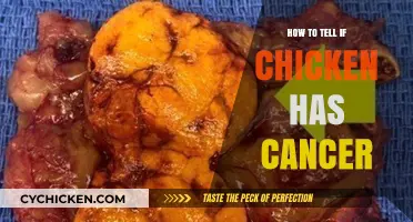 Identifying Cancer in Chickens: Symptoms, Diagnosis, and Care Tips