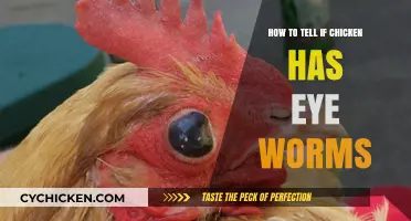Identifying Eye Worms in Chickens: A Comprehensive Guide for Poultry Owners