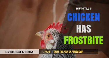 Identifying Frostbite in Chickens: Signs, Prevention, and Care Tips