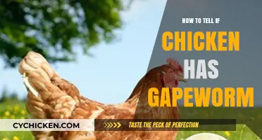 Identifying Gapeworm in Chickens: Symptoms, Diagnosis, and Treatment Tips
