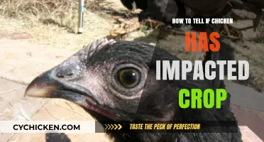 Spotting Crop Impaction in Chickens: Signs and Solutions
