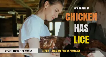 Spotting Chicken Lice: Essential Tips for Healthy Flock Inspection