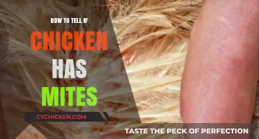 Identifying Chicken Mites: Signs, Symptoms, and Effective Treatment Options