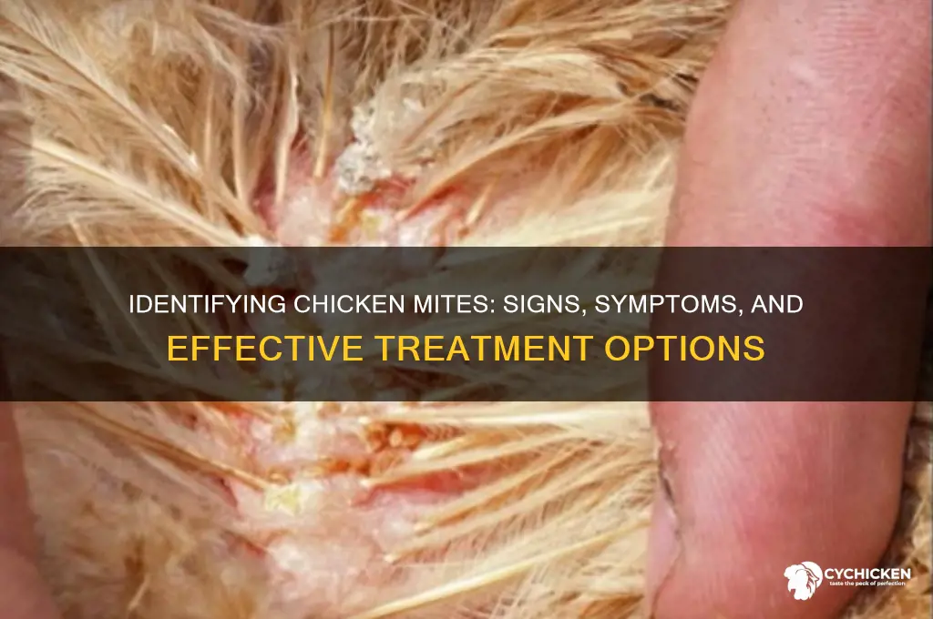 how to tell if chicken has mites
