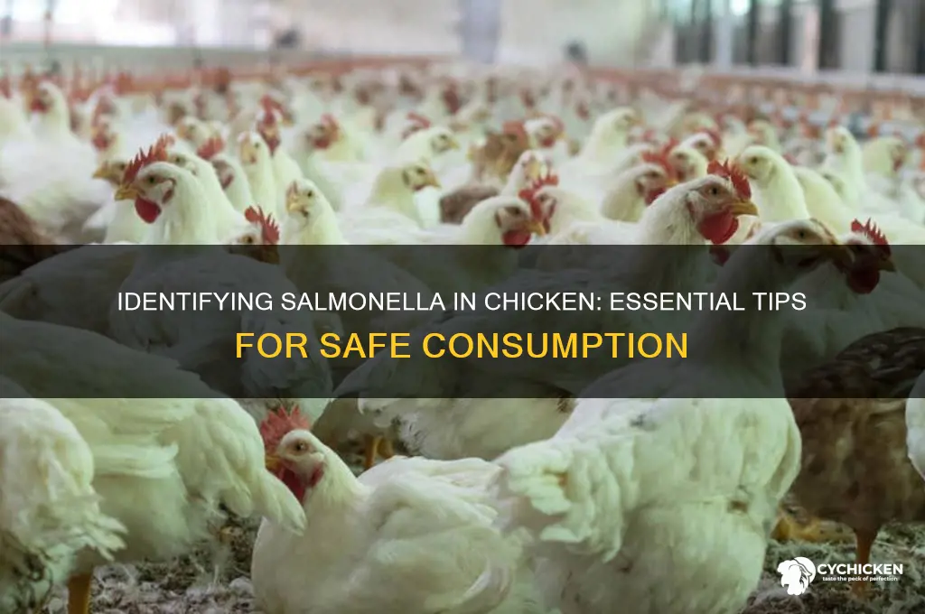 how to tell if chicken has salmonella