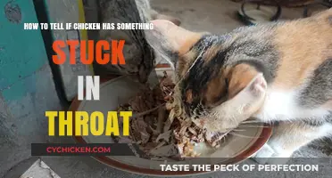 Signs Your Chicken Has Something Stuck in Its Throat