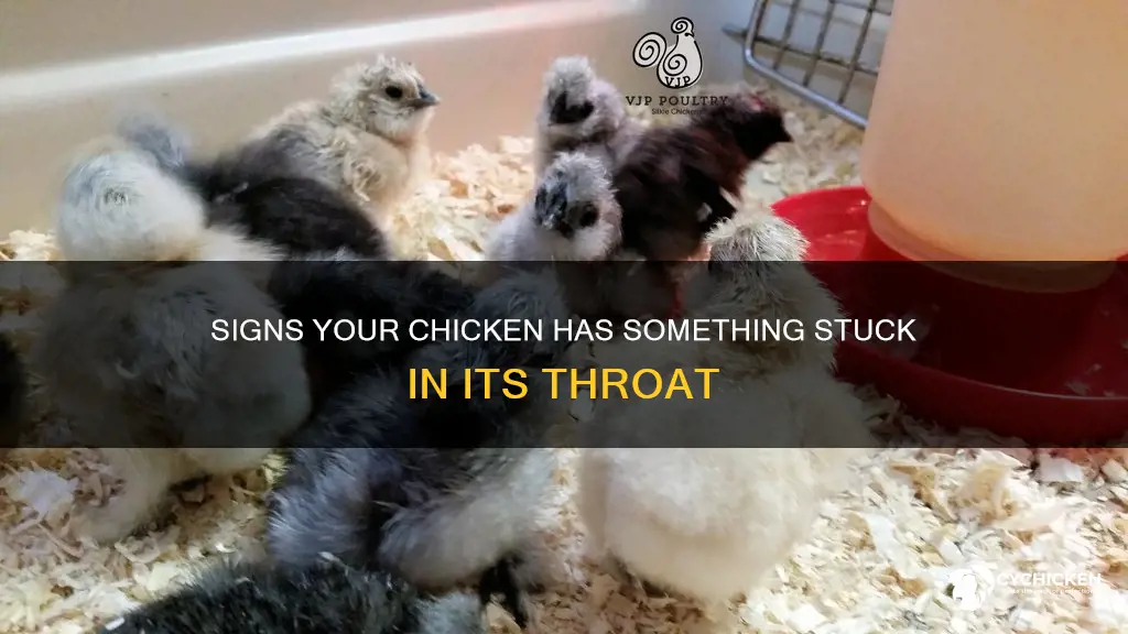 how to tell if chicken has something stuck in throat