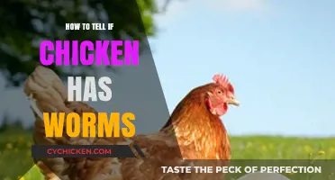 Identifying Chicken Worm Infestations: Signs, Symptoms, and Prevention Tips