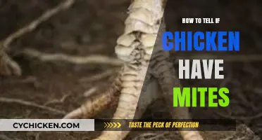 Identifying Mites in Chickens: Signs, Symptoms, and Treatment Tips