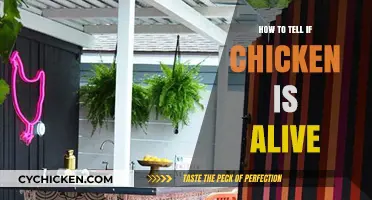Is Your Chicken Alive? Quick Signs to Check for Vitality