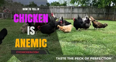 Identifying Anemic Chicken: Signs, Symptoms, and Solutions for Poultry Health