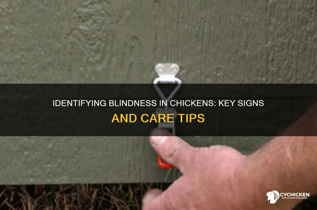 how to tell if chicken is blind
