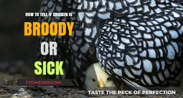 Is Your Chicken Broody or Sick? Here's How to Tell