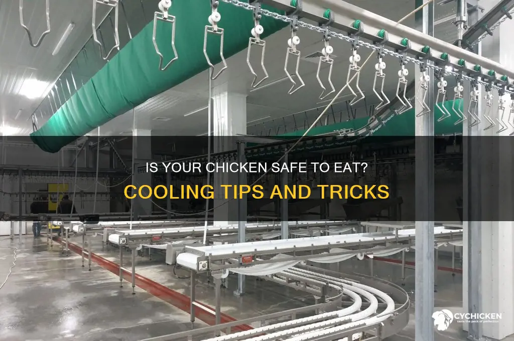 how to tell if chicken is cooled