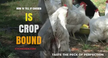Identifying Crop-Bound Chicken: Essential Signs and Prevention Tips