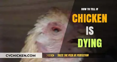Recognizing Dying Chicken Symptoms: A Guide to Saving Your Flock
