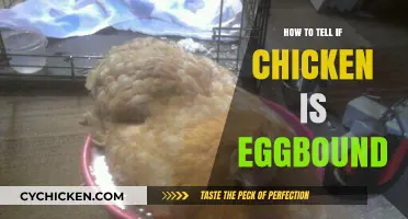 Identifying Eggbound Chicken: Symptoms, Causes, and Immediate Care Tips
