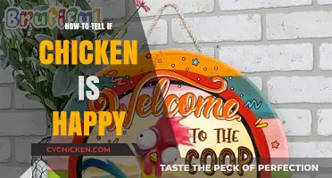 Clucks and Comfort: Signs Your Chicken is Truly Happy