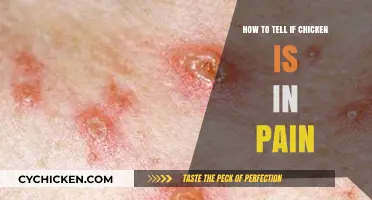 Recognizing Pain in Chickens: Signs and Symptoms to Watch For