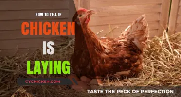 Signs Your Chicken is Laying: Spotting Egg-Laying Behavior Easily