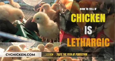 Spotting Lethargy in Chickens: Signs and Solutions for Healthy Birds