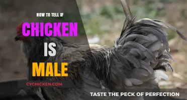 Identifying Rooster Traits: A Guide to Determining Male Chickens