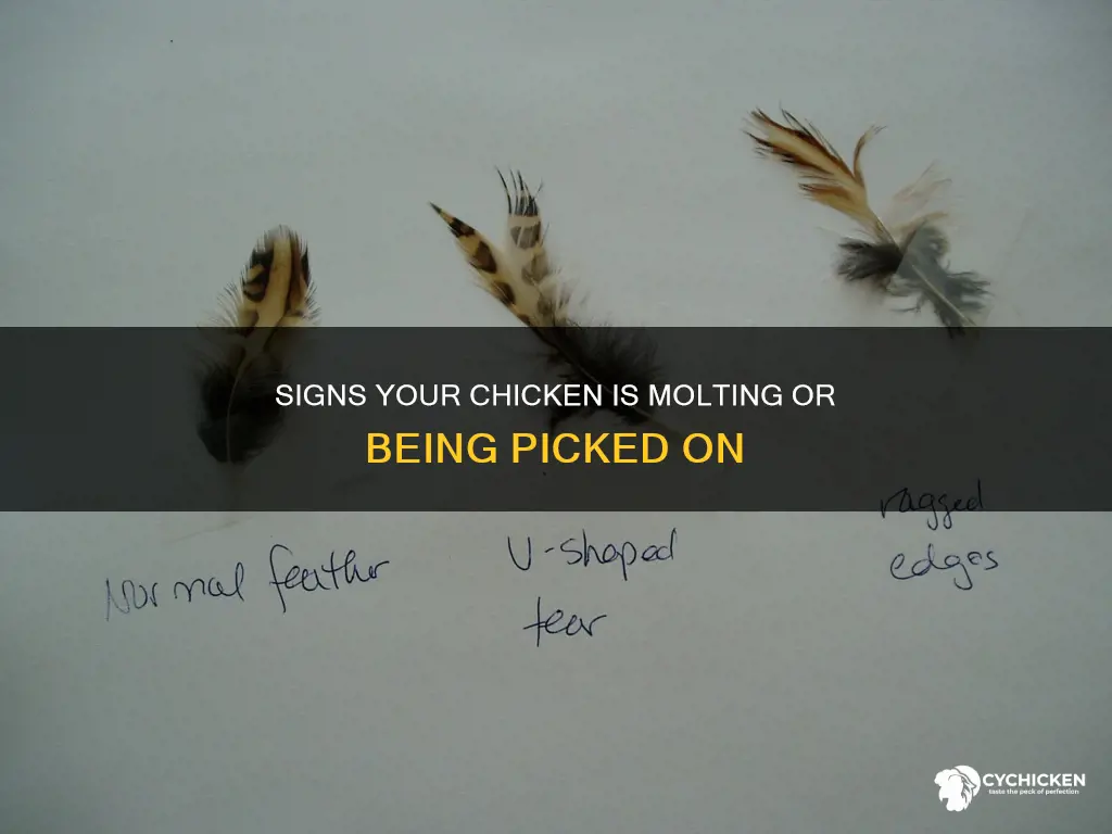 how to tell if chicken is molting or picked on