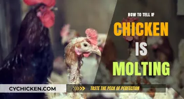 Identifying Molting in Chickens: Signs and Care Tips for Owners