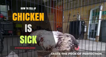 Spotting Sick Chickens: Essential Signs and Symptoms to Watch For