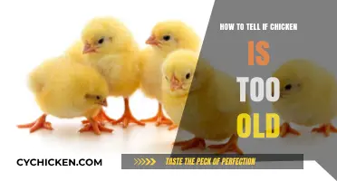 Is Your Chicken Past Its Prime? Signs of Aging Poultry