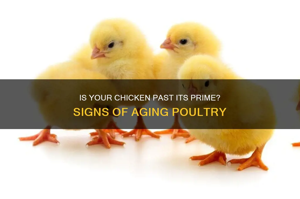 how to tell if chicken is too old