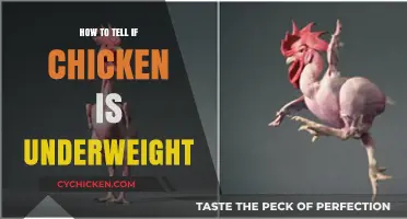Identifying Underweight Chickens: Signs, Causes, and Healthy Weight Solutions